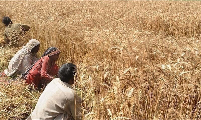 Pakistan issues fresh tenders to buy wheat, sugar - Newspaper